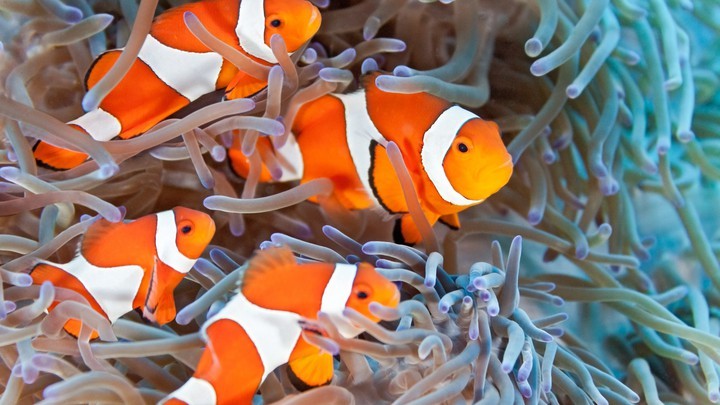 Tu'u'u aka Clownfish