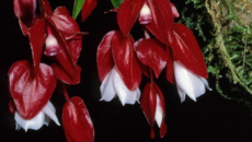 Fiji’s Rare Tagimoucia Flower: A Once-a-Year Bloom Now in Season