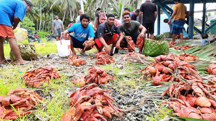 Community Alofa: Pukapuka's annual 'Tua Kai' tradition celebrates community and culture with a feast of kaveu (coconut crab), fish, and taro. Harvested by men and women of Tawa Ngake and Tawa Lalo, the food is shared equally among all.