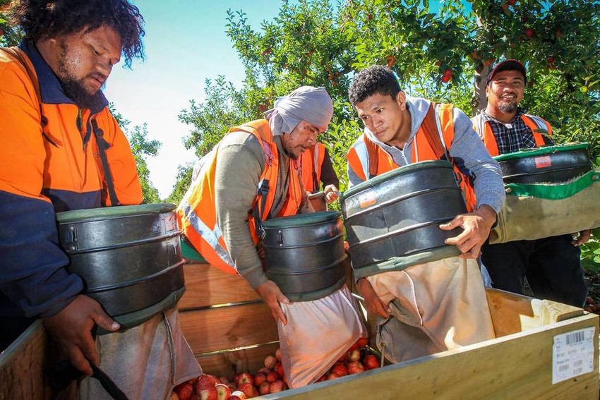 Apple Pickers - Photo Credit: NZ Herald